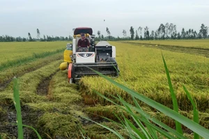 Triển khai sản xuất vụ thu đông, vụ mùa 2022 tại vùng Nam bộ