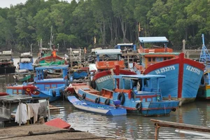 Tàu đậu tránh bão tại huyện Cần Giờ. Ảnh: CAO THĂNG