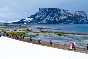 Chạy trên những cánh đồng hoa mùa xuân ở Jeju