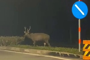 路人在街上拍下的鹿子。