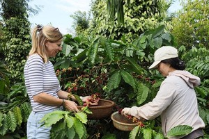 外国游客在园林体验采摘咖啡。图：互联网