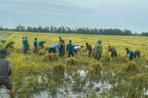 Mưa bão làm thiệt hại gần 1.450ha lúa ở Kiên Giang