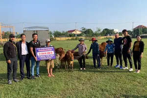 Đoàn của Lý Hoàng Nam tặng bò cho bà con. 