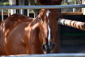 Tuy nhiên, sau khi Trường đua Đức Hòa Thượng, và nhất là Trường đua Phú Thọ dừng hoạt động vào năm 2011 thì ngựa đua Đức Hòa không còn đất diễn