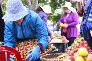 Đến chợ Đà Lạt những ngày này du khách khó cưỡng lại sức hút của những rổ dâu tây vừa mới hái từ vườn, lá trên cuốn vẫn còn tươi xanh.