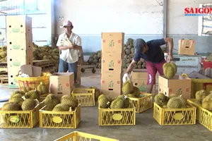 Sầu riêng Đắk Lắk được mùa, giá cao kỷ lục