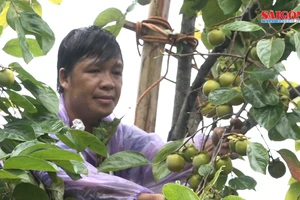 Lạng Sơn: Người dân hái hồng vành khuyên bằng thang tre tự chế