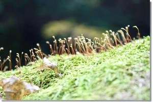 示意图：互联网。