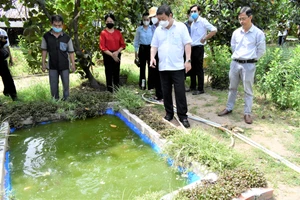 Phòng chống dịch sốt xuất huyết: Người dân còn chủ quan, lơ là