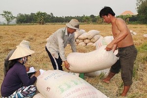 Traders buy fresh regular paddy at VND4,300 per kilogram which is fairly low. (Photo: SGGP)