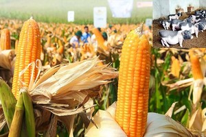 Genetic resources of local plants, animals alarmingly decline 