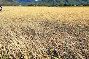 Paddy fields wither due to drought in Binh Dinh Province. (Photo: SGGP)