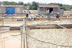 More than 5,000 tons of fish damaged by floods in Dong Nai Province