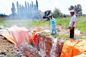 Sick pigs are being destroyed. (Photo: SGGP)