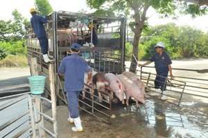 There will be possibly a shortage of pork at the end of the year. (Photo: SGGP)