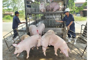 Vietnam tightens control on transportation of pigs, pork products
