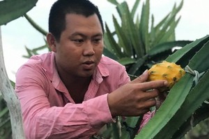 Ecuadorian dragon fruits are successfully grown by farmer Nguyen Duy Khang. (Photo: SGGP)