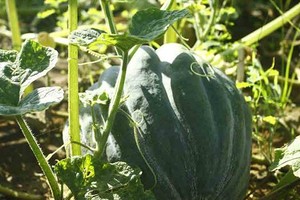 Farmers enjoy bumper pumpkin harvest but low price