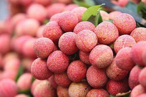 Vietnamese fresh lychees allowed to be imported into Japan