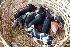 Agricultural ministry announces three scenarios of rebuilding pig herd