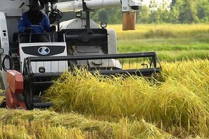 Farmers use combine harvester for rice harvesting. (Photo: SGGP) 