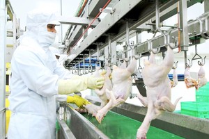 Chicken slaughtering production line of a company. (Photo: SGGP)