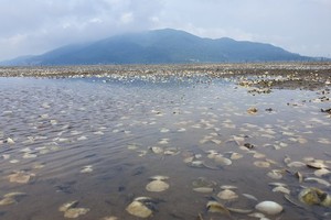 Thousands of tons of clams raised by farmers in Ha Tinh Province were killed, causing huge losses for farmers. (Photo: SGGP)