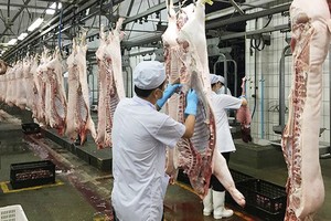 HCMC to build pork trading floor for exporting 