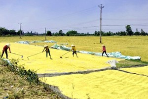Rice harvesting in Can Tho City. (Photo: SGGP)