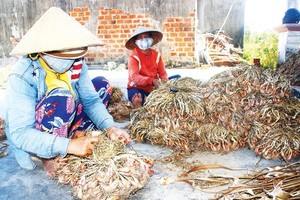 Farmers in Binh Dinh Province have a bumper crop of shallots this year. (Photo: SGGP)
