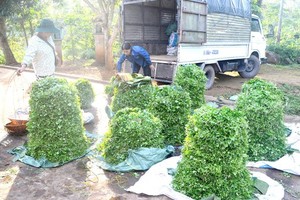 Central farmers struggle to overcome difficulties