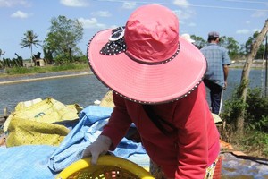 Prices of shrimps in Mekong Delta provinces decline heavily
