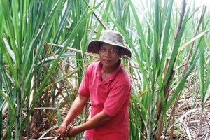 The area of sugarcane in the Mekong Delta is reduced sharply. (Photo: SGGP)
