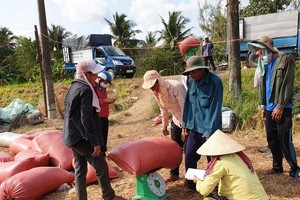 The prices of paddy in the Mekong Delta tend to slightly decline. (Photo: SGGP)