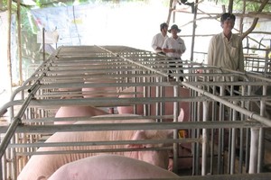 Mekong Delta provinces carry out biosecurity measures to prevent diseases. (Photo: SGGP)