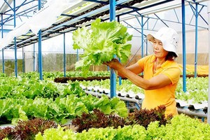 Da Lat vegetable, flower market recovers