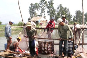 Farmers harvest pangasius fish. (Photo: SGGP)