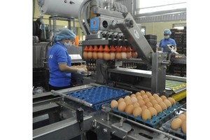 The egg processing line of an enterprise in HCMC (Photo: SGGP)