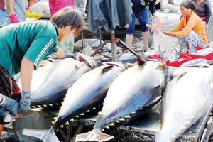 Canned tuna exports increase thanks to rising demand