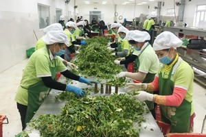 Processing agricultural products for export at International Fresh Vegetables and Fruits Production and Supply Joint Stock Company. (Photo: SGGP)
