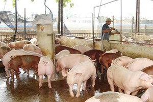 Price of pigs in Vietnam cools down thanks to import of live pigs