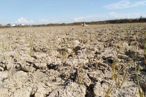 Rice fields in Nghe An Province are dry because of hot temperatures and a shortage of water. (Photo: SGGP)