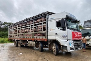 Thuy Duong Phat Company is carrying out procedures to import 1,000 commercial hogs at Bo Y border gate in Kon Tum Province to transport them to Dong Nai Province. (Photo: SGGP)