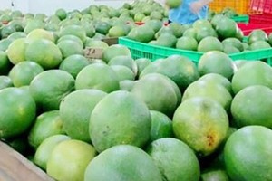 Agricultural sector has trade surplus of above US$6 billion