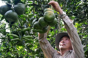 The area of fruit trees in the Mekong Delta increases ceaselessly. (Photo: SGGP)