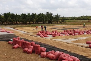 Rice prices continue to remain at high levels, helping farmers in the Mekong Delta to ensure profits. (Photo: SGGP)