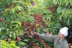 Nestlé’s project aims to make Vietnam international reference for Robusta coffee