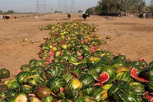 Food loss, food waste cause 2 percent of GDP in damages