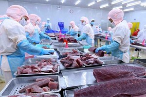 Processing tuna products for export at Ba Hai Joint Stock Company in Phu Yen Province. (Photo: VNA)