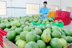 Agricultural exports to EU increase